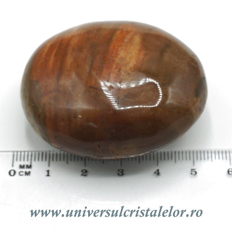 Lemn pietrificat polisat