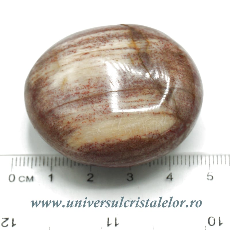 Lemn pietrificat polisat