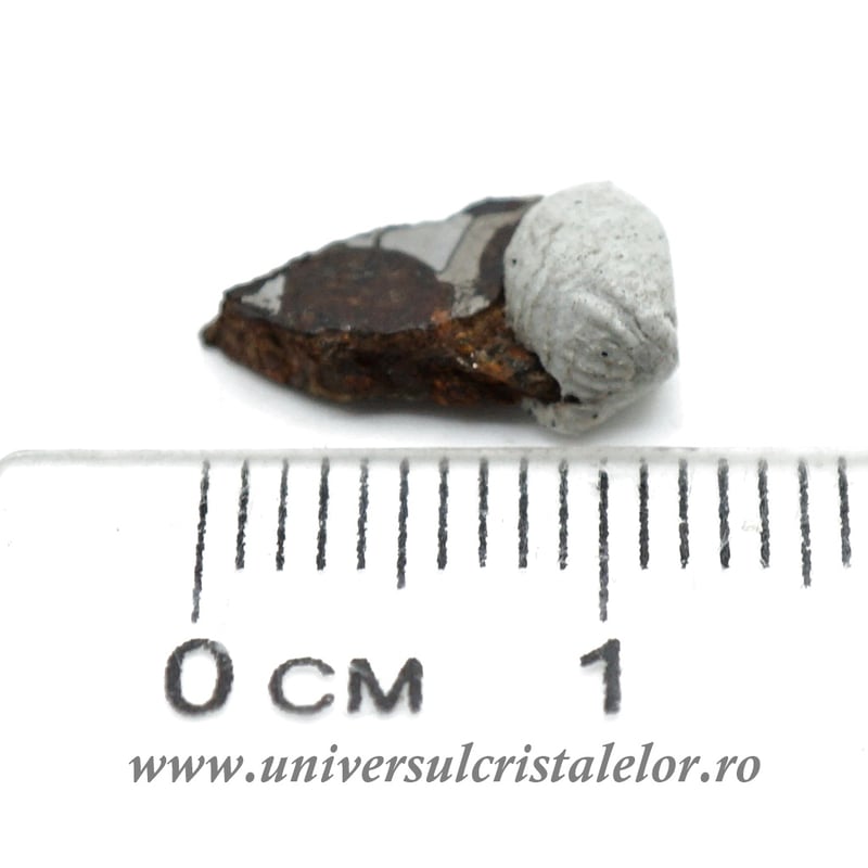 Meteorit Sericho Pallasite