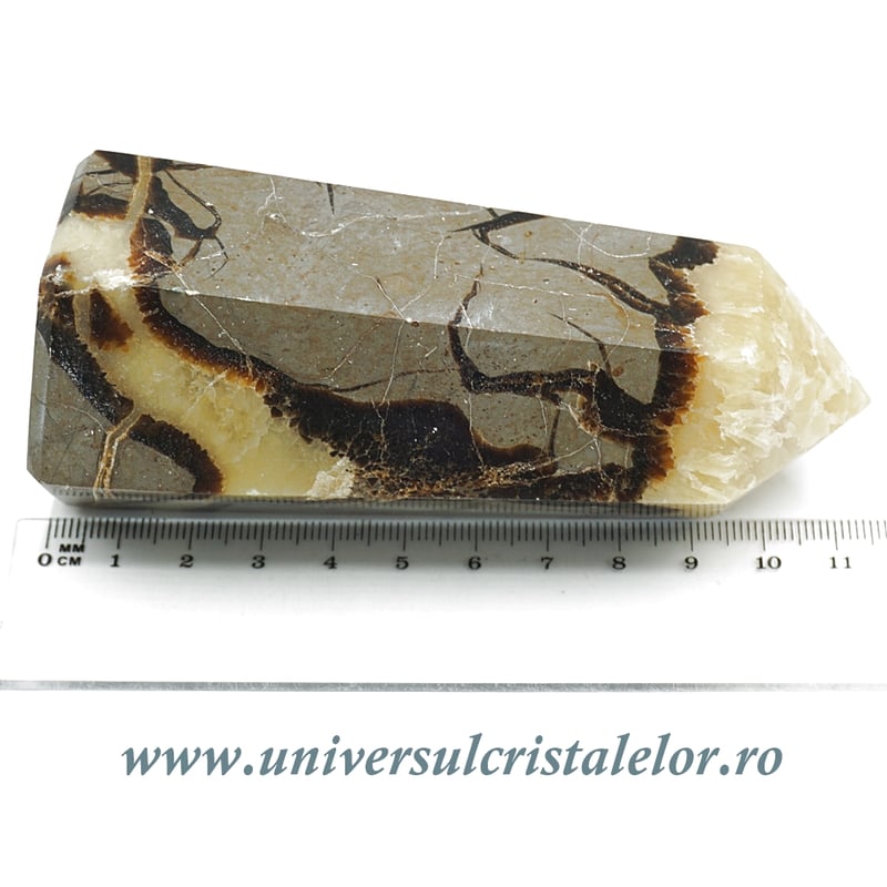 Septaria varf cu baza