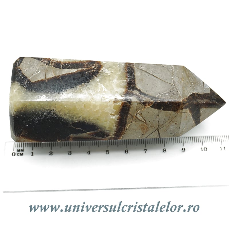 Septaria varf cu baza