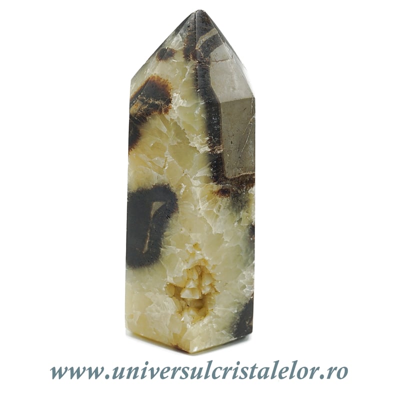 Septaria varf cu baza