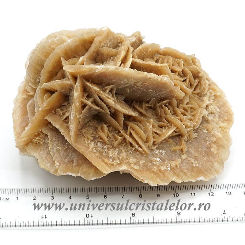 Trandafirul desertului