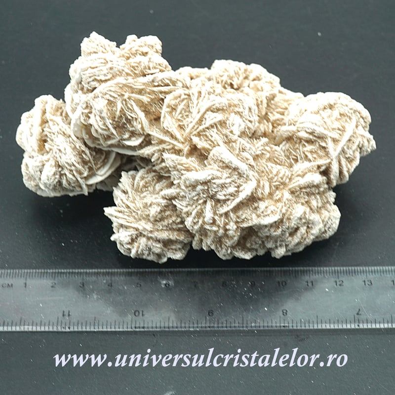 Trandafirul desertului