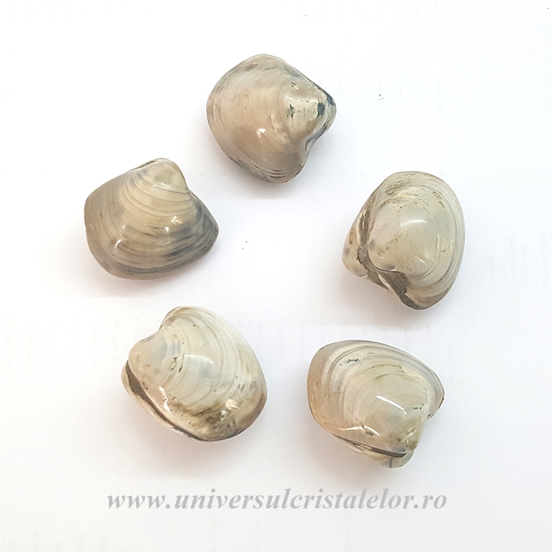 Erotic Scoica fosilizata