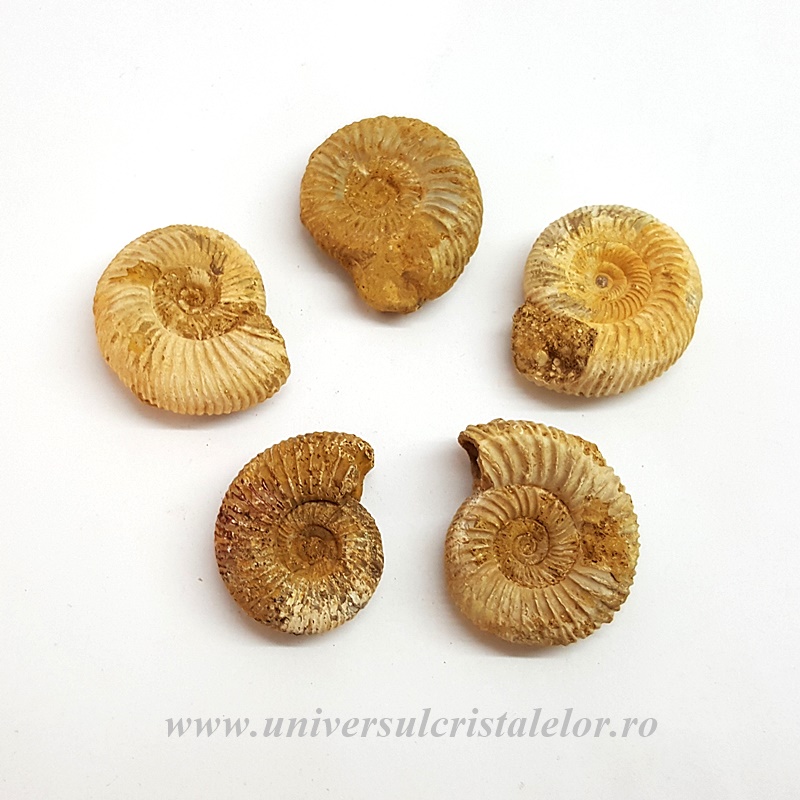 Fosile Amonit Perisphinctes