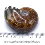 Amonit douvilleiceras