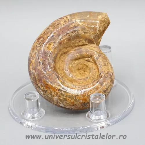 Amonit litoceras Amonit litoceras