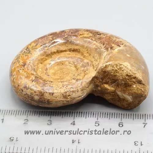 Amonit litoceras Amonit litoceras