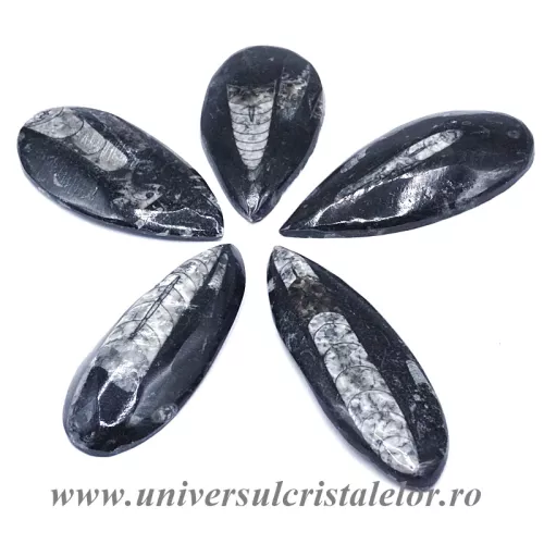Orthoceras Orthoceras