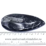 Orthoceras