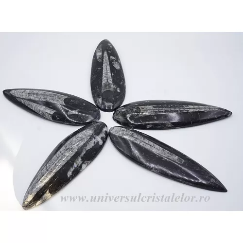 Orthoceras Orthoceras