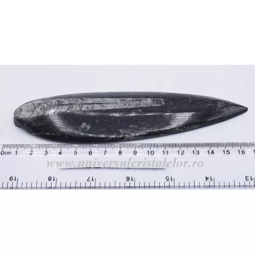 Orthoceras Orthoceras