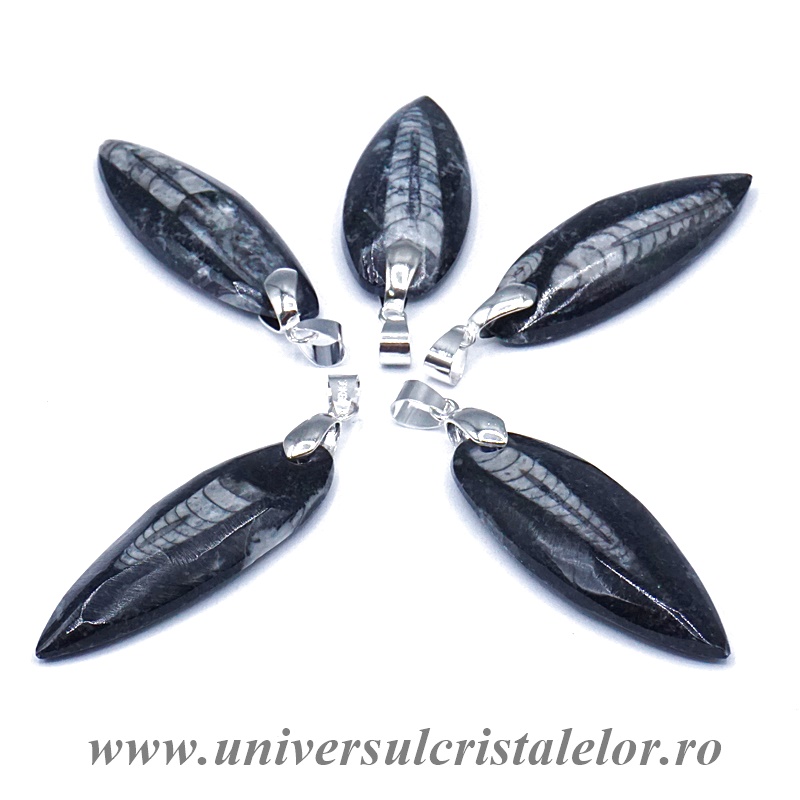 Pandantiv orthoceras Pandantiv orthoceras