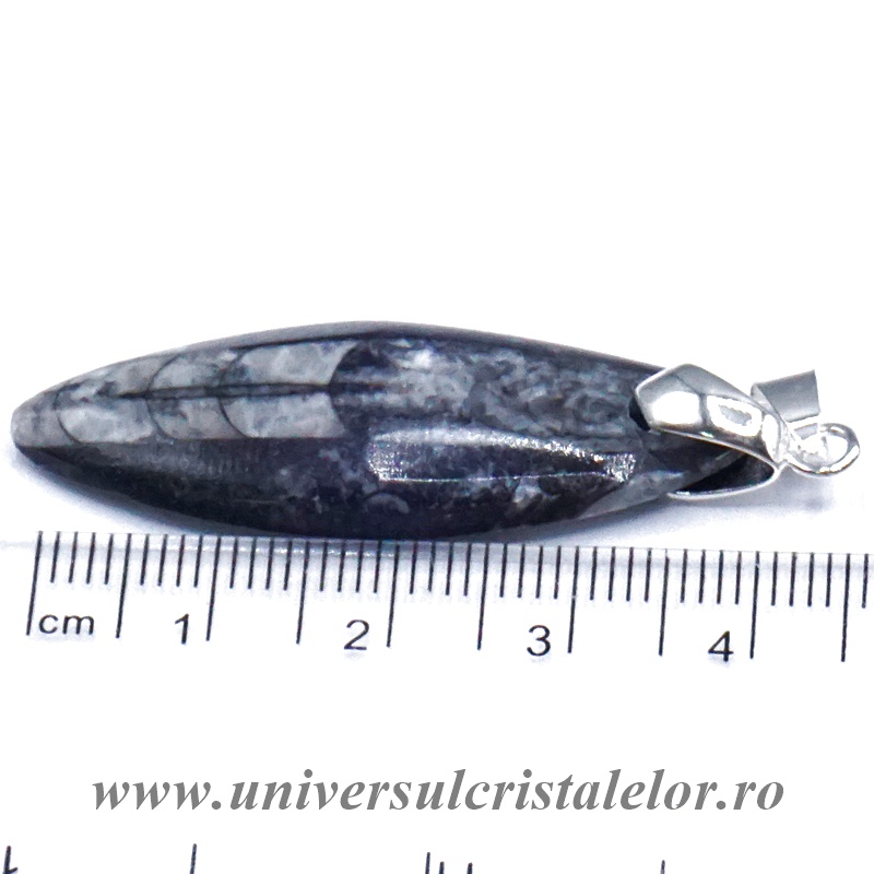 Pandantiv orthoceras Pandantiv orthoceras