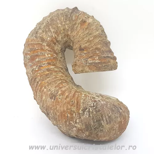 Nostoceras Nostoceras