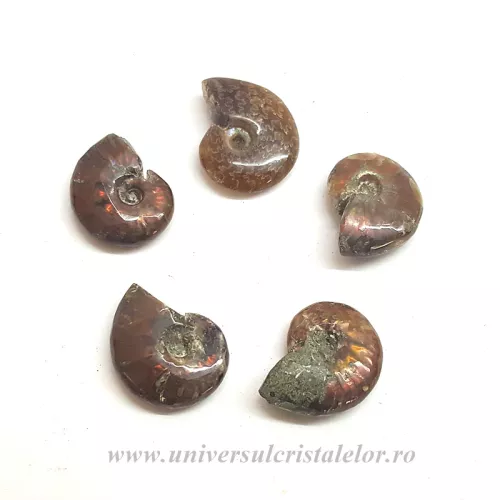 Amonit cleoniceras Amonit cleoniceras