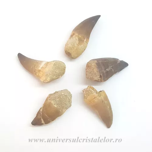 Dinte mosasaur Dinte mosasaur