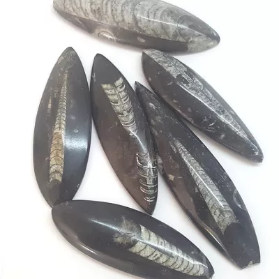 Orthoceras