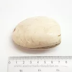 Scoica fosilizata Scoica fosilizata