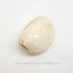 Scoica fosilizata Scoica fosilizata