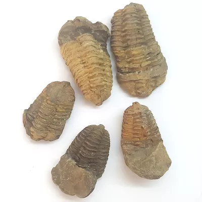 Trilobiti