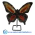 Fluture agat pe suport de metal unicat m04