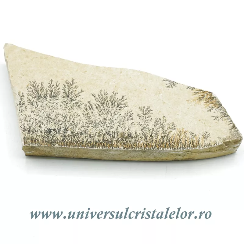 Ardezie jurasica Ardezie jurasica