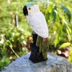 Papagal aragonit m11