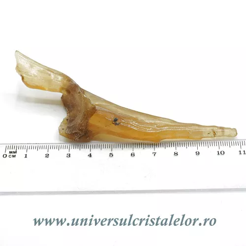 Copal cu insecte Copal cu insecte
