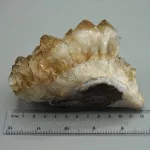 Citrin cluster Citrin cluster