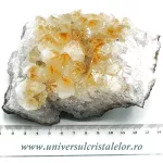 Citrin cluster Citrin cluster