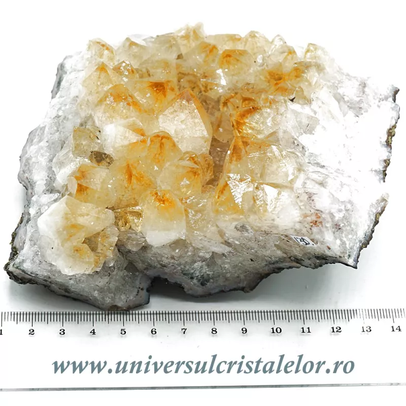 Citrin cluster Citrin cluster