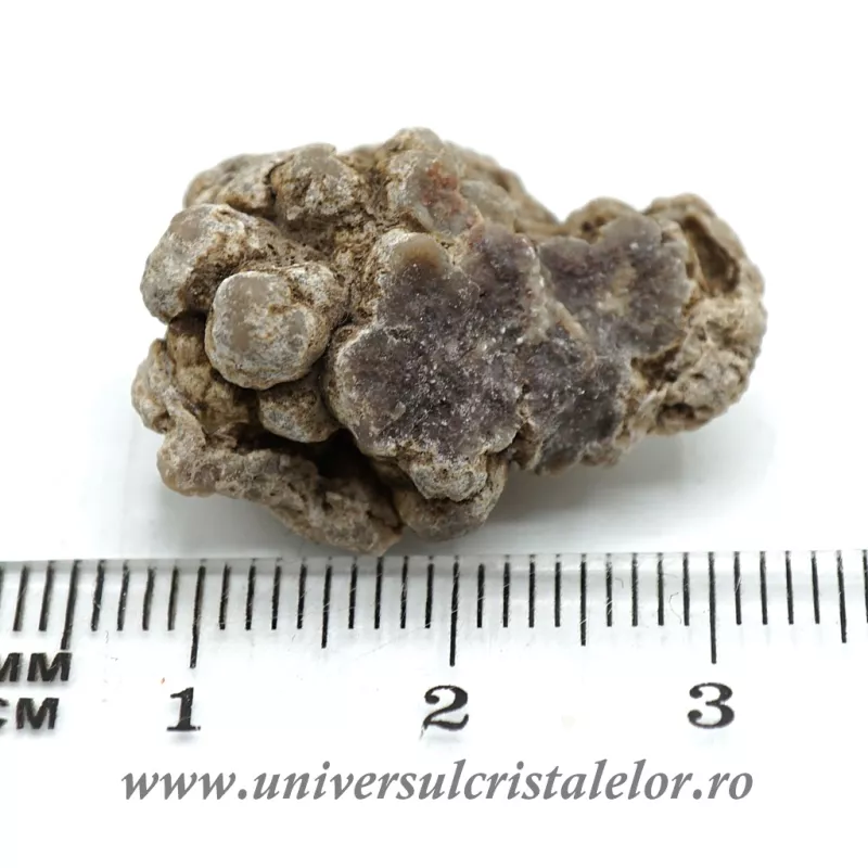 Coprolit de dinozaur