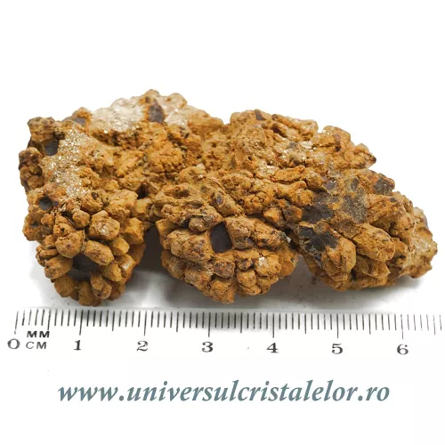Coprolit broasca testoasa preistorica Coprolit broasca testoasa preistorica
