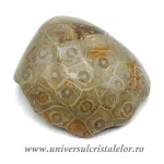 Coral fosilizat