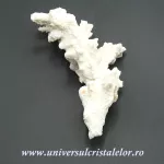 Coral Coral