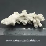 Coral Coral