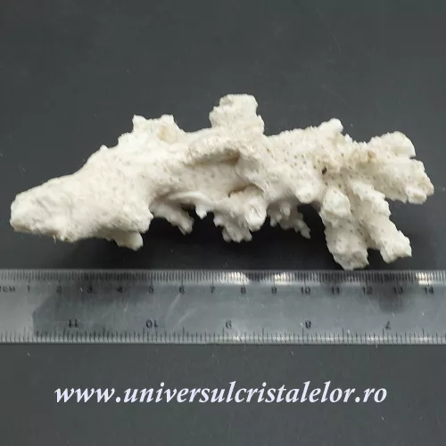 Coral Coral