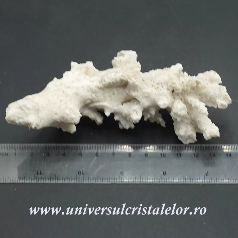 Coral Coral