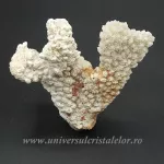 Coral Coral