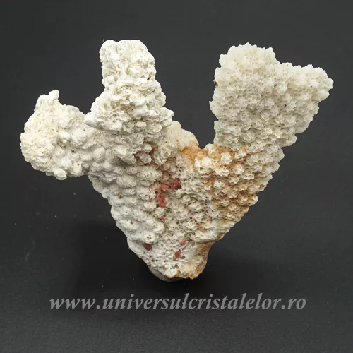 Coral Coral