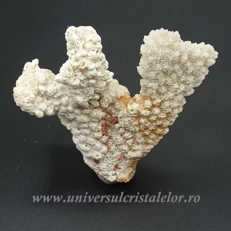 Coral Coral