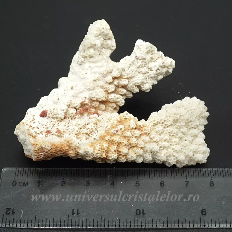 Coral Coral