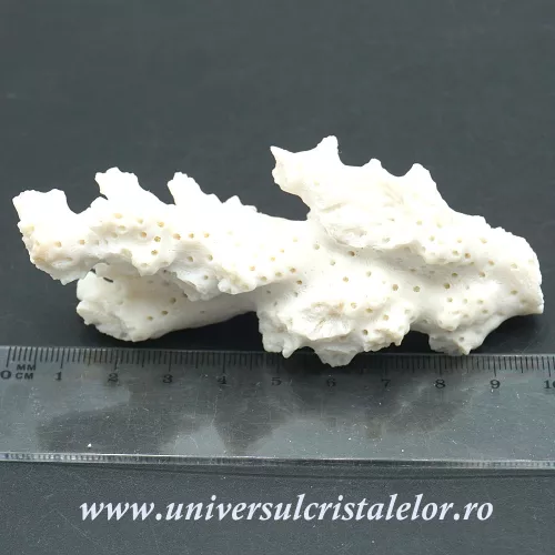 Coral Coral