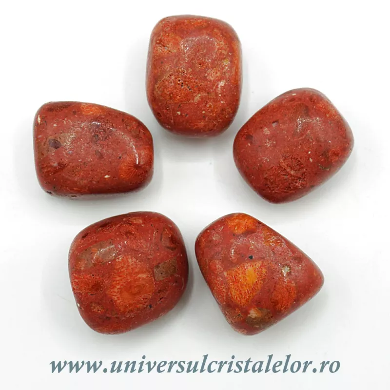 Coral rosu ( spongios )rulat Coral rosu ( spongios )rulat