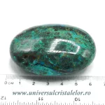 Crisocola polisata Crisocola polisata