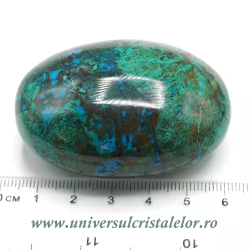 Crisocola polisata Crisocola polisata