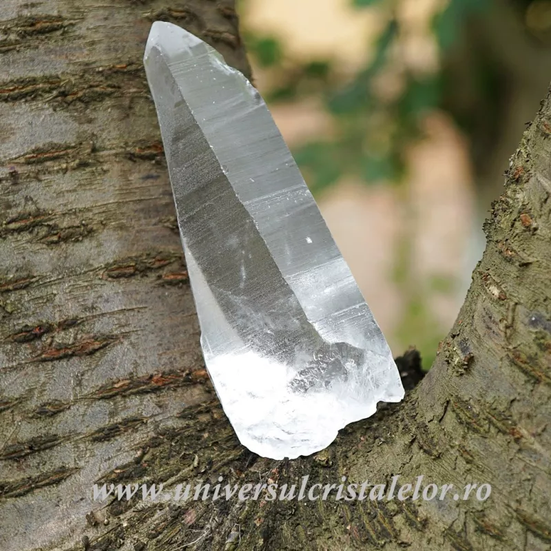 Cuart lemurian Cuart lemurian