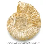 Amonit perisphinctes polisat